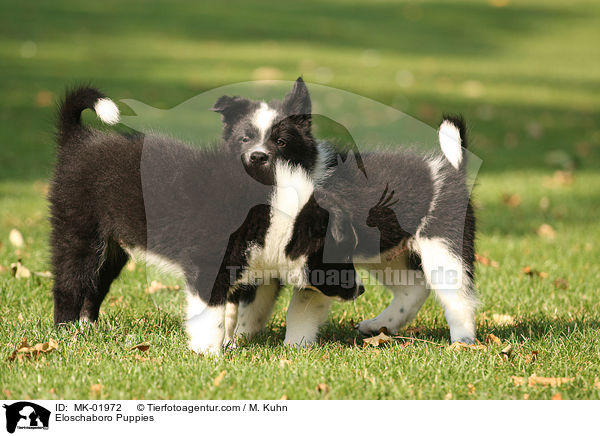 Eloschaboro Puppies / MK-01972