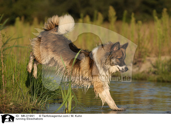 running Eloschaboro / MK-01991