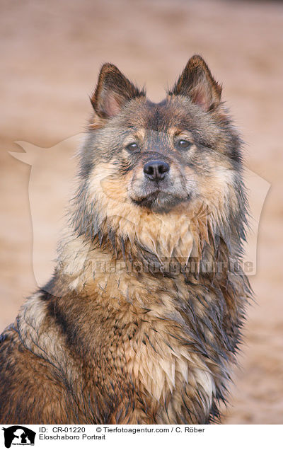 Eloschaboro Portrait / CR-01220
