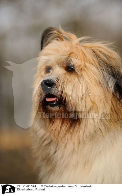 Eloschaboro Portrait / YJ-01574