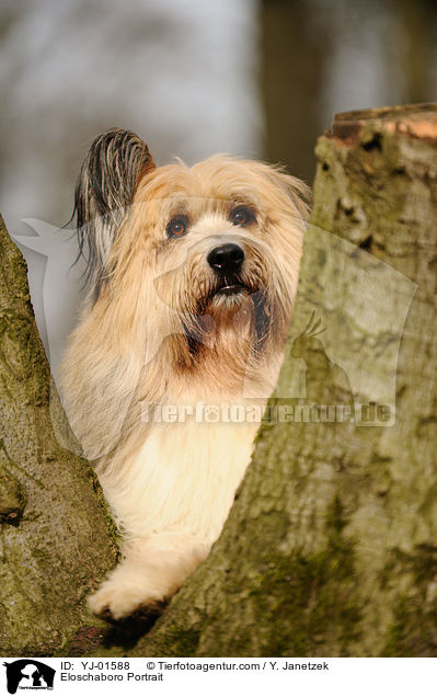 Eloschaboro Portrait / YJ-01588