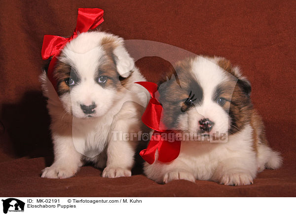 Eloschaboro Welpen / Eloschaboro Puppies / MK-02191
