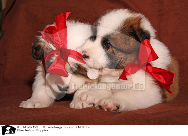 Eloschaboro Welpen / Eloschaboro Puppies / MK-02193