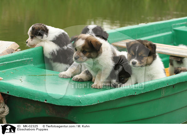Eloschaboro Welpen / Eloschaboro Puppies / MK-02325