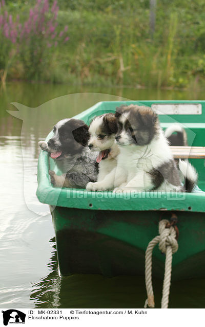 Eloschaboro Welpen / Eloschaboro Puppies / MK-02331