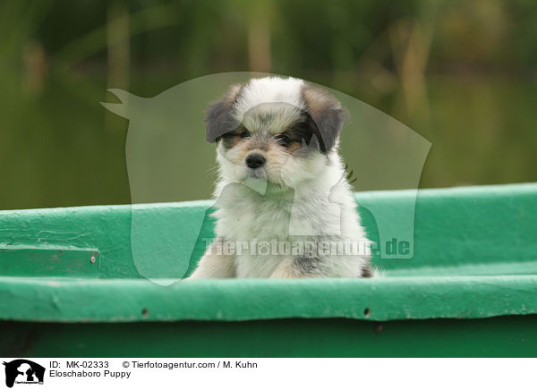 Eloschaboro Welpe / Eloschaboro Puppy / MK-02333