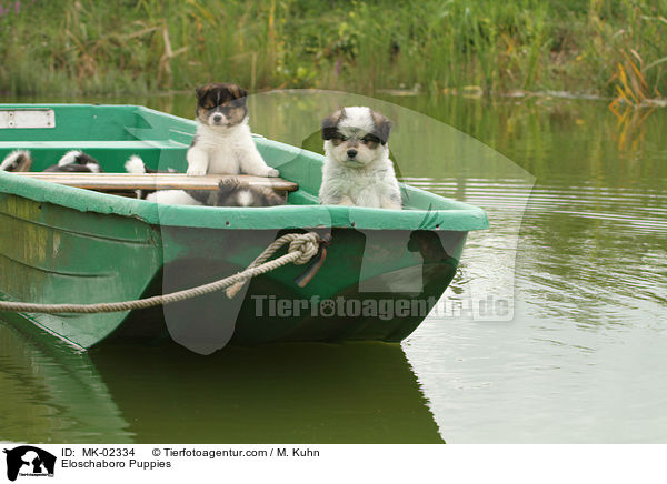 Eloschaboro Welpen / Eloschaboro Puppies / MK-02334