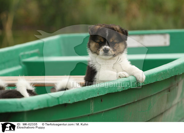 Eloschaboro Welpe / Eloschaboro Puppy / MK-02335