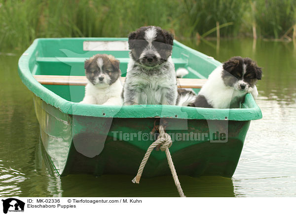 Eloschaboro Welpen / Eloschaboro Puppies / MK-02336