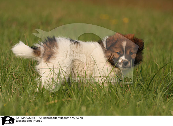 Eloschaboro Puppy / MK-02345