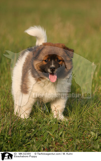 Eloschaboro Puppy / MK-02355