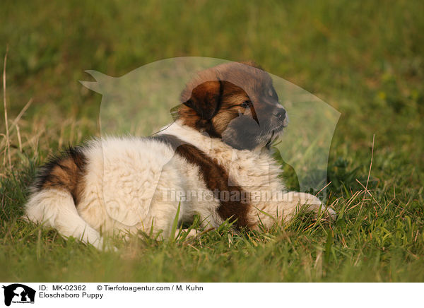 Eloschaboro Puppy / MK-02362