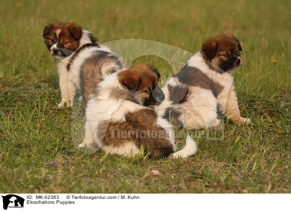 Eloschaboro Puppies / MK-02363