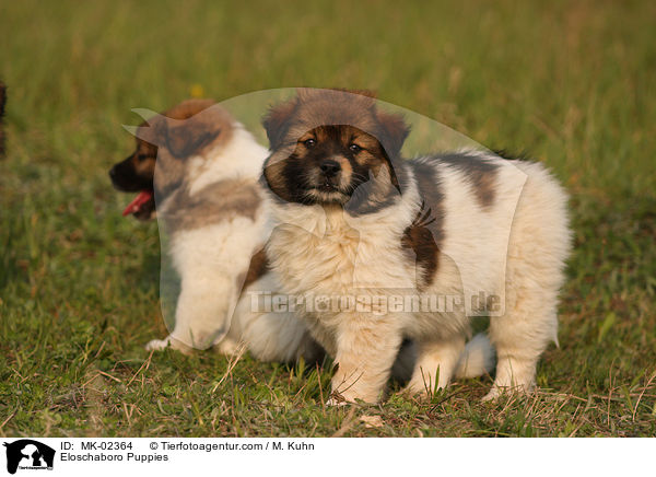Eloschaboro Puppies / MK-02364