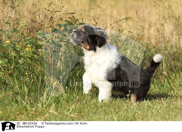Eloschaboro Puppy / MK-02428