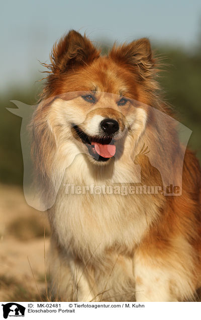 Eloschaboro Portrait / MK-02481