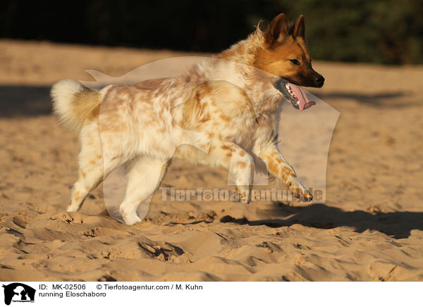 running Eloschaboro / MK-02506
