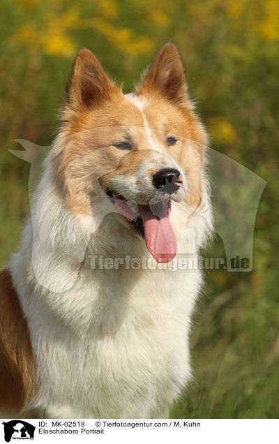 Eloschaboro Portrait / MK-02518
