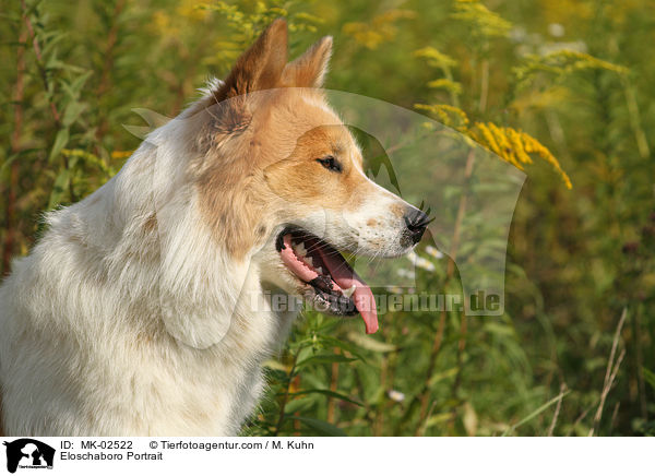 Eloschaboro Portrait / MK-02522