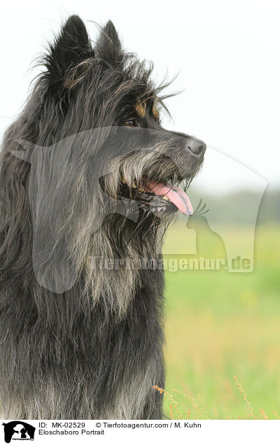 Eloschaboro Portrait / MK-02529