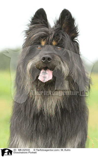 Eloschaboro Portrait / MK-02530