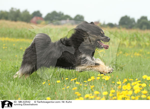 running Eloschaboro / MK-02542
