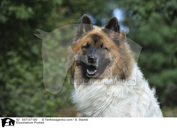 Eloschaboro Portrait / SST-07180