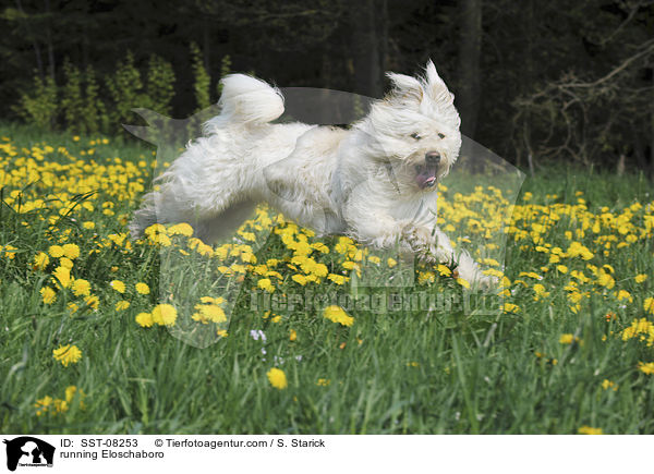 running Eloschaboro / SST-08253
