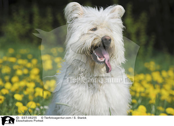 Eloschaboro Portrait / SST-08255