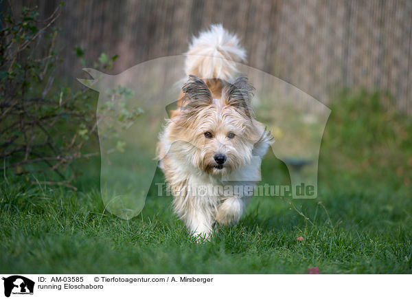 rennender Eloschaboro / running Eloschaboro / AM-03585