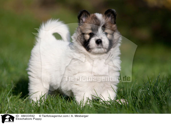 Eloschaboro Puppy / AM-03592