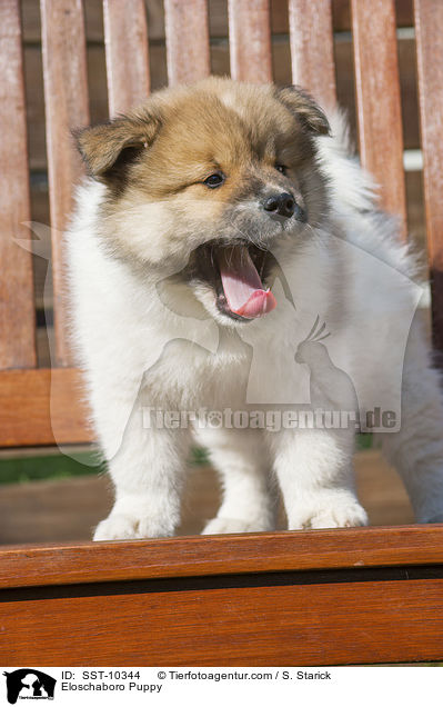 Eloschaboro Puppy / SST-10344