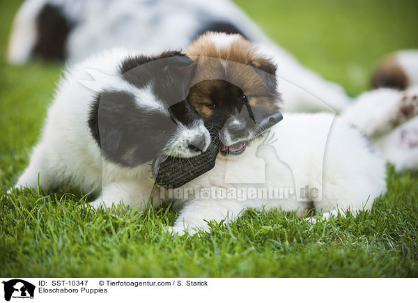 Eloschaboro Puppies / SST-10347