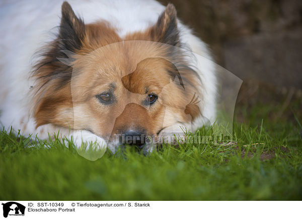 Eloschaboro Portrait / SST-10349