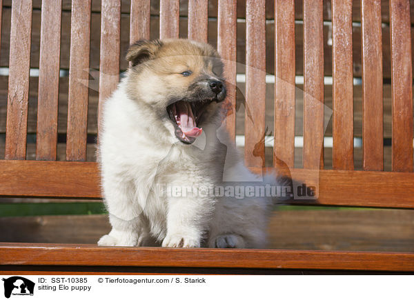 sitzender Elo Welpe / sitting Elo puppy / SST-10385