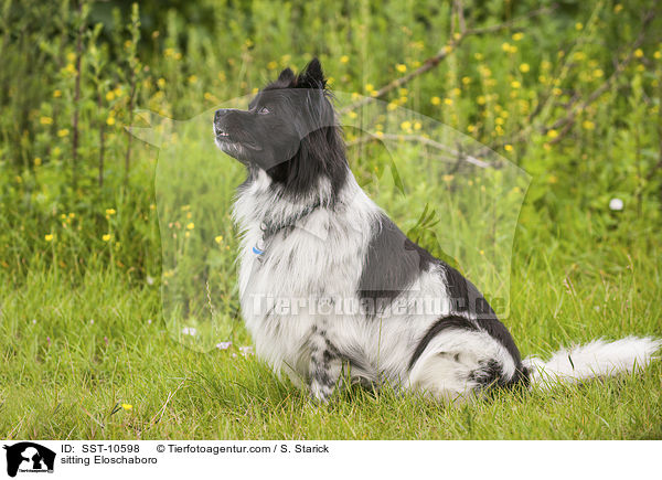 sitting Eloschaboro / SST-10598