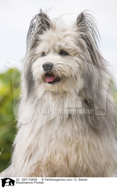 Eloschaboro Portrait / SST-10609