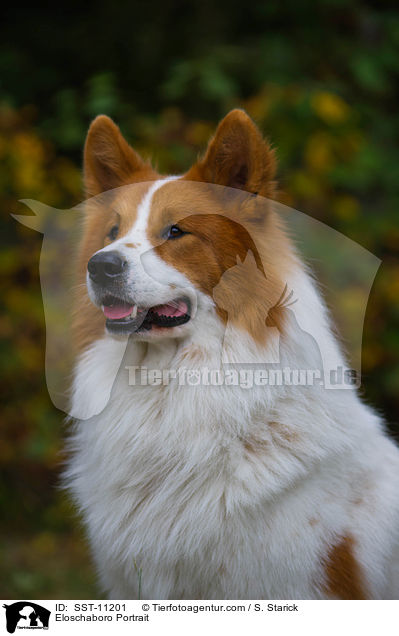 Eloschaboro Portrait / SST-11201