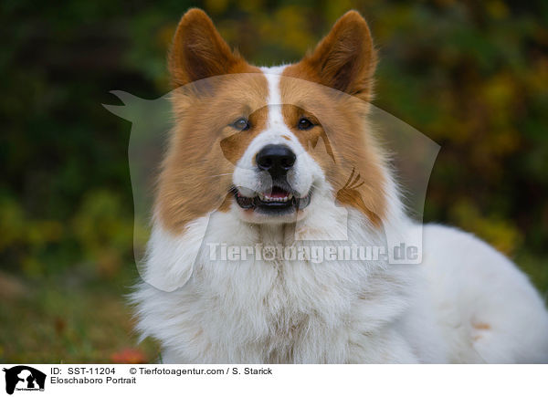 Eloschaboro Portrait / SST-11204