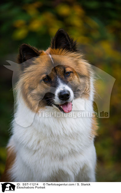 Eloschaboro Portrait / SST-11214