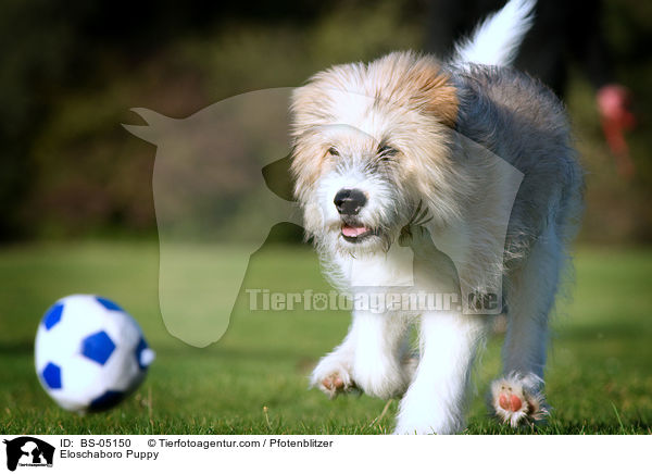 Eloschaboro Puppy / BS-05150