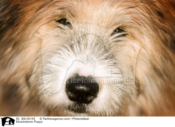 Eloschaboro Puppy / BS-05154