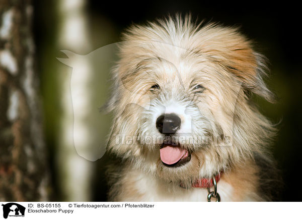 Eloschaboro Puppy / BS-05155