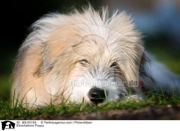 Eloschaboro Puppy / BS-05159