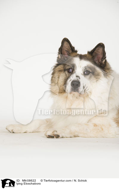 lying Eloschaboro / NN-08622