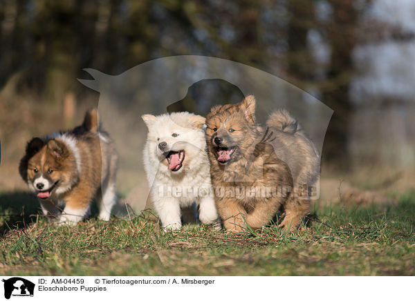 Eloschaboro Welpen / Eloschaboro Puppies / AM-04459