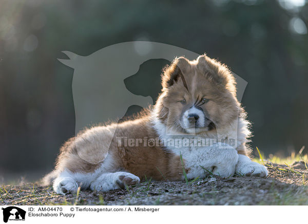 Eloschaboro Welpe / Eloschaboro Puppy / AM-04470