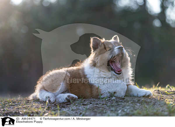 Eloschaboro Welpe / Eloschaboro Puppy / AM-04471