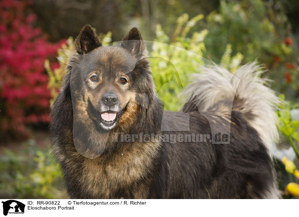 Eloschaboro Portrait / RR-90822