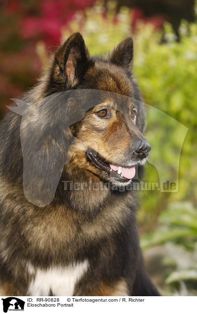 Eloschaboro Portrait / RR-90828
